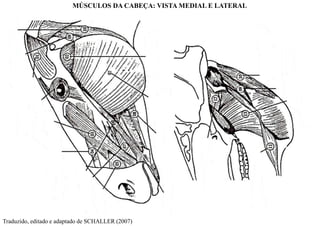 Traduzido, editado e adaptado de SCHALLER (2007)
MÚSCULOS DA CABEÇA: VISTA MEDIAL E LATERAL
 