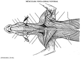 (PINHEIRO, 2014b)
MÚSCULOS: VISTA GERAL VENTRAL
 