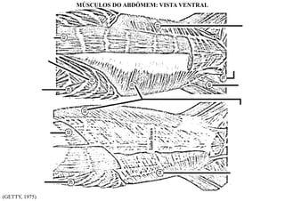 (GETTY, 1975)
MÚSCULOS DO ABDÓMEM: VISTA VENTRAL
 