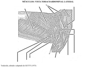 Traduzido, editado e adaptado de GETTY (1975)
MÚSCULOS: VISTA TORACOABDOMINAL LATERAL
 