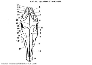 CRÂNIO EQUINO VISTA DORSAL
Traduzido, editado e adaptado de RAYNOR (2005)
 