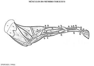 (POPESKO, 1990d)
MÚSCULOS DO MEMBRO TORÁCICO
 
