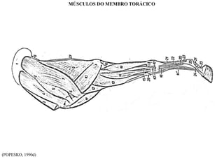 (POPESKO, 1990d)
MÚSCULOS DO MEMBRO TORÁCICO
 