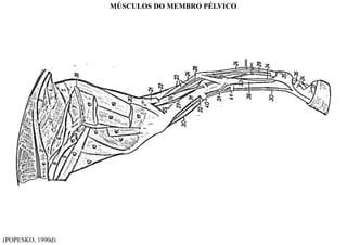 (POPESKO, 1990d)
MÚSCULOS DO MEMBRO PÉLVICO
 