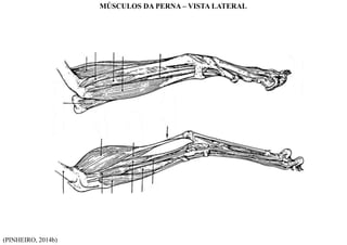 (PINHEIRO, 2014b)
MÚSCULOS DA PERNA – VISTA LATERAL
 
