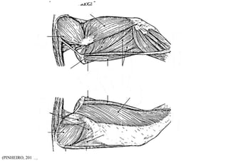 (PINHEIRO, 2014b)
MÚSCULOS DA REGIÃO COXOFEMORAL – VISTA LATERAL
 