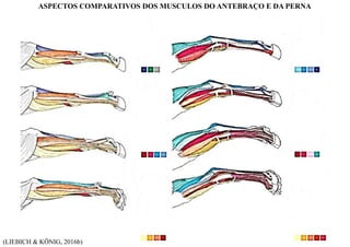 (LIEBICH & KÖNIG, 2016b)
ASPECTOS COMPARATIVOS DOS MUSCULOS DO ANTEBRAÇO E DA PERNA
 