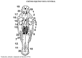 CRÂNIO EQUINO VISTA VENTRAL
Traduzido, editado e adaptado de Barone (1976)
 
