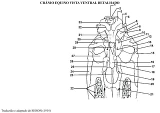 Traduzido e adaptado de SISSON (1914)
CRÂNIO EQUINO VISTA VENTRAL DETALHADO
 