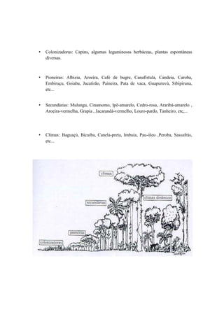 • Colonizadoras: Capins, algumas leguminosas herbáceas, plantas espontâneas
diversas.
• Pioneiras: Albizia, Aroeira, Café de bugre, Canafístula, Candeia, Caroba,
Embiruçu, Goiaba, Jacatirão, Paineira, Pata de vaca, Guapuruvú, Sibipiruna,
etc...
• Secundárias: Mulungu, Cinamomo, Ipê-amarelo, Cedro-rosa, Araribá-amarelo ,
Aroeira-vermelha, Grapia , Jacarandá-vermelho, Louro-pardo, Tanheiro, etc,...
• Clímax: Baguaçú, Bicuiba, Canela-preta, Imbuia, Pau-óleo ,Peroba, Sassafrás,
etc...
 