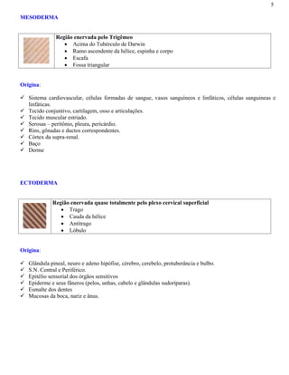 5
MESODERMA
Região enervada pelo Trigêmeo
Acima do Tubérculo de Darwin
Ramo ascendente da hélice, espinha e corpo
Escafa
Fossa triangular
Origina:
Sistema cardiovascular, células formadas de sangue, vasos sanguíneos e linfáticos, células sanguíneas e
linfáticas.
Tecido conjuntivo, cartilagem, osso e articulações.
Tecido muscular estriado.
Serosas – peritônio, pleura, pericárdio.
Rins, gônadas e ductos correspondentes.
Córtex da supra-renal.
Baço
Derme
ECTODERMA
Região enervada quase totalmente pelo plexo cervical superficial
Trago
Cauda da hélice
Antítrago
Lóbulo
Origina:
Glândula pineal, neuro e adeno hipófise, cérebro, cerebelo, protuberância e bulbo.
S.N. Central e Periférico.
Epitélio sensorial dos órgãos sensitivos
Epiderme e seus fâneros (pelos, unhas, cabelo e glândulas sudoríparas).
Esmalte dos dentes
Mucosas da boca, nariz e ânus.
 