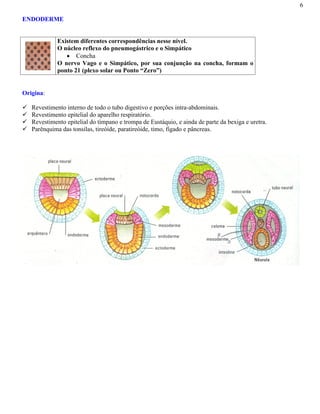6
ENDODERME
Existem diferentes correspondências nesse nível.
O núcleo reflexo do pneumogástrico e o Simpático
Concha
O nervo Vago e o Simpático, por sua conjunção na concha, formam o
ponto 21 (plexo solar ou Ponto “Zero”)
Origina:
Revestimento interno de todo o tubo digestivo e porções intra-abdominais.
Revestimento epitelial do aparelho respiratório.
Revestimento epitelial do tímpano e trompa de Eustáquio, e ainda de parte da bexiga e uretra.
Parênquima das tonsilas, tireóide, paratireóide, timo, fígado e pâncreas.
 
