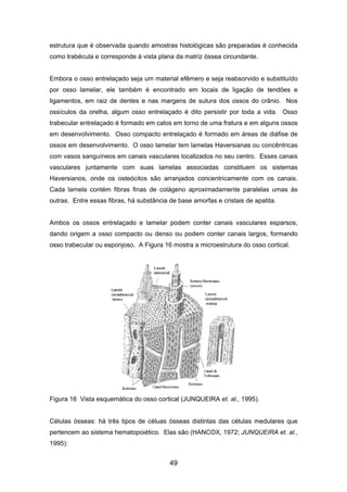 estrutura que é observada quando amostras histológicas são preparadas é conhecida
como trabécula e corresponde à vista plana da matriz óssea circundante.
Embora o osso entrelaçado seja um material efêmero e seja reabsorvido e substituído
por osso lamelar, ele também é encontrado em locais de ligação de tendões e
ligamentos, em raiz de dentes e nas margens de sutura dos ossos do crânio. Nos
ossículos da orelha, algum osso entrelaçado é dito persistir por toda a vida. Osso
trabecular entrelaçado é formado em calos em torno de uma fratura e em alguns ossos
em desenvolvimento. Osso compacto entrelaçado é formado em áreas de diáfise de
ossos em desenvolvimento. O osso lamelar tem lamelas Haversianas ou concêntricas
com vasos sanguíneos em canais vasculares localizados no seu centro. Esses canais
vasculares juntamente com suas lamelas associadas constituem os sistemas
Haversianos, onde os osteócitos são arranjados concentricamente com os canais.
Cada lamela contém fibras finas de colágeno aproximadamente paralelas umas às
outras. Entre essas fibras, há substância de base amorfas e cristais de apatita.
Ambos os ossos entrelaçado e lamelar podem conter canais vasculares esparsos,
dando origem a osso compacto ou denso ou podem conter canais largos, formando
osso trabecular ou esponjoso. A Figura 16 mostra a microestrutura do osso cortical.
Figura 16 Vista esquemática do osso cortical (JUNQUEIRA et. al., 1995).
Células ósseas: há três tipos de céluas ósseas distintas das células medulares que
pertencem ao sistema hematopoiético. Elas são (HANCOX, 1972; JUNQUEIRA et. al.,
1995):
49
 