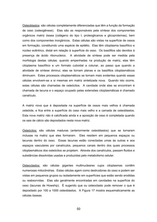 Osteoblastos: são células completamente diferenciadas que têm a função da formação
de osso (osteogênese). Elas são as responsáveis pela síntese dos componentes
orgânicos matriz óssea (colágeno do tipo I, proteoglicanos e glicoproteínas), bem
como dos componentes inorgânicos. Estas células são vistas na superfície de ossos
em formação, constituindo uma espécie de epitélio. Elas têm citoplasma basofílico e
núcleo ecêntrico, distal em relação à superfície do osso. Os basófilos são devidos à
presença de ácido ribonucleico. A atividade de síntese pode ser medida pela
morfologia destas células: quando empenhadas na produção de matriz, elas têm
citoplasma basofílico e um formato cuboidal a colunar, ao passo que quando a
atividade de síntese diminui, elas se tornam planas e os basófilos citoplasmáticos
diminuem. Estes processos citoplasmáticos se tornam mais evidentes quando essas
células envolvem-se a si mesmas em matriz sintetizada nova. Quando isto ocorre,
estas células são chamadas de osteócitos. A cavidade onde elas se encontram é
chamada de lacuna e o espaço ocupado pelas extensões citoplasmáticas é chamado
canalículo.
A matriz nova que é depositada na superfície de ossos mais velhos é chamada
osteóide, e fica entre a superfície do osso mais velho e a camada de osteoblastos.
Esta nova matriz não é calcificada ainda e a aposição de osso é completada quando
os sais de cálcio são depositados nesta nova matriz.
Osteócitos: são células maduras (anteriormente osteoblastos) que se tornaram
inclusas na matriz que eles formaram. Eles residem em pequenos espaços ou
lacunas dentro do osso. Essas lacunas estão conectadas umas às outras e aos
espaços vasculares por canalículos, pequenos canais dentro dos quais processos
citoplasmáticos dos osteócitos se projetam. Através dos canalículos, passam fluidos e
substâncias dissolvidas usadas e produzidas pelo metabolismo celular.
Osteoclastos: são células gigantes multinucleares cujos citoplasmas contêm
numerosas mitocôndrias. Estas células agem como destruidoras do osso e podem ser
vistas em pequenos grupos ou isoladamente em superfícies que estão sendo erodidas
ou reabsorvidas. Elas são geralmente encontradas em cavidades na superfície do
osso (lacunas de Howship). É sugerido que ou osteoclasto pode remover o que é
depositado por 100 a 1000 osteoblastos. A Figura 17 mostra esquematicamente as
células ósseas.
50
 