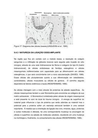 Figura 17 Diagrama das células ósseas(JUNQUEIRA et al., 1995).
II.4.3 NATUREZA DA LIGAÇÃO OSSO-IMPLANTE
Na região que fica em contato com a medula óssea, a resolução do coágulo
sanguíneo e a infiltração de glóbulos brancos será seguida pela invasão do sítio
cirúrgico, através de uma rede tridimensional de fibrina e colágeno do tipo III (matriz
tridimensional), de células endoósseas de fenótipo osteogênico e células
mesenquimais indiferenciadas com capacidade para se diferenciarem em células
osteogênicas, o que será concomitante com a nova vascularização (DAVIES, 1996).
Essas células são pluripotenciais quanto a sua diferenciação em osteoblastos,
condroblastos, células musculares ou células de gordura. O caminho seguido
dependerá de fatores sistêmicos e locais (REDEPENNING, 1996).
As células interagem com o meio através de proteínas de adesão específicas. As
células mesenquimais tendem a usar fibronectina para ancorá-las ao colágeno de sua
matriz extracelular. A fibronectina é sintetizada pelas células de origem mesenquimal
e está presente no soro do local do trauma cirúrgico. A energia de superfície do
material pode influenciar o tipo de proteína que serão aderidas ao material mas o
potencial para a proteína sofrer um rearranjo estrutural também é uma variável
importante. À medida que a orientação da ligação dos íons, minerais, água, proteínas
e outras moléculas é alterada, há uma correspondente mudança na ancoragem de
células à superfície via adesão de moléculas celulares, resultando em uma mudança
na morfologia e, finalmente, no comportamento das células (REDEPENNING, 1996).
51
 