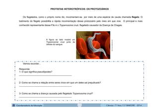 Ciências - 7.º Ano / 2.º BIMESTRE - 2014Ciências - 7.º Ano / 2.º BIMESTRE - 2014
PROTISTAS HETEROTRÓFICOS: OS PROTOZOÁRIOS
Os flagelados, como o próprio nome diz, movimentam-se por meio de uma espécie de cauda chamada flagelo. O
batimento do flagelo possibilita a rápida movimentação desse protozoário pelo meio em que vive. O principal e mais
conhecido representante desse Filo é o Trypanosoma cruzi, flagelado causador da Doença de Chagas.
Vamos recordar...
Responda:
1- O que significa pseudópodes?
__________________________________________
2- Como se chama a relação entre seres vivos em que um deles sai prejudicado?
__________________________________________
3- Como se chama a doença causada pelo flagelado Trypanosoma cruzi?
__________________________________________
A figura ao lado mostra um
Trypanosoma cruzi junto às
células do sangue.
http://www.brasilescola.com
 