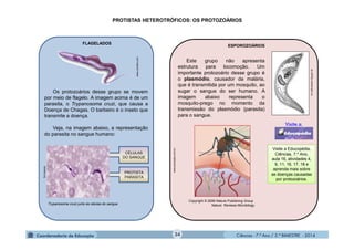 Ciências - 7.º Ano / 2.º BIMESTRE - 2014Ciências - 7.º Ano / 2.º BIMESTRE - 2014
PROTISTAS HETEROTRÓFICOS: OS PROTOZOÁRIOS
FLAGELADOS
www.coroflot.com
Os protozoários desse grupo se movem
por meio de flagelo. A imagem acima é de um
parasita, o Trypanosoma cruzi, que causa a
Doença de Chagas. O barbeiro é o inseto que
transmite a doença.
Veja, na imagem abaixo, a representação
do parasita no sangue humano:
Trypanosoma cruzi junto às células do sangue.
CÉLULAS
DO SANGUE
PROTISTA
PARASITA
ESPOROZOÁRIOS
tolweb.org
crv.educacao.mg.gov.br
Este grupo não apresenta
estrutura para locomoção. Um
importante protozoário desse grupo é
o plasmódio, causador da malária,
que é transmitida por um mosquito, ao
sugar o sangue do ser humano. A
imagem abaixo representa o
mosquito-prego no momento da
transmissão do plasmódio (parasita)
para o sangue.
www.precepta.com.br
Visite a Educopédia,
Ciências, 7.º Ano,
aula 16, atividades 4,
9, 11, 16, 17, 18 e
aprenda mais sobre
as doenças causadas
por protozoários.
Copyright © 2006 Nature Publishing Group
Nature Reviews Microbilogy
34
 
