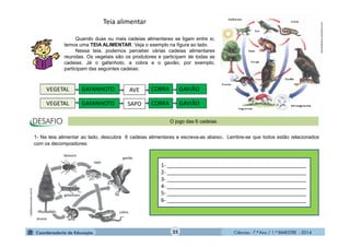 Ciências - 7.º Ano / 1.º BIMESTRE - 201425
Teia alimentar
Quando duas ou mais cadeias alimentares se ligam entre si,
temos uma TEIA ALIMENTAR. Veja o exemplo na figura ao lado.
Nessa teia, podemos perceber várias cadeias alimentares
reunidas. Os vegetais são os produtores e participam de todas as
cadeias. Já o gafanhoto, a cobra e o gavião, por exemplo,
participam das seguintes cadeias:
O jogo das 6 cadeias
1- ________________________________________________
2- ________________________________________________
3- ________________________________________________
4- ________________________________________________
5- ________________________________________________
6- ________________________________________________
1- Na teia alimentar ao lado, descubra 6 cadeias alimentares e escreva-as abaixo. Lembre-se que todos estão relacionados
com os decompositores:
preá
cobra
gavião
sapo
besouro
árvore
gafanhoto
rotadosconcursos.com.br
meioambiente.culturamix.com
 