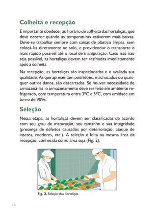 Colheita e recepção
É importante obedecer ao horário de colheita das hortaliças, que
deve ocorrer quando as temperaturas estiverem mais baixas.
Deve-se trabalhar sempre com caixas de plástico limpas, sem
colocá-las diretamente no solo, e providenciar o transporte o
mais rápido possível até o local de manipulação. Caso isso não
seja possível, as hortaliças devem ser resfriadas imediatamente
após a colheita.
Na recepção, as hortaliças são inspecionadas e é avaliada sua
qualidade. As que apresentam podridões, machucados ou quais-
quer outros danos, são descartadas. Se houver necessidade de
armazená-las, o armazenamento deve ser feito em ambiente re-
frigerado, com temperatura entre 3ºC e 5ºC, com umidade em
torno de 90%.
Seleção
Nessa etapa, as hortaliças devem ser classificadas de acordo
com seu grau de maturação, seu tamanho e sua integridade
(presença de defeitos causados por deterioração, ataque de
insetos, roedores, etc.). A seleção é feita na mesma área da
recepção, conhecida como área suja (Fig. 2).
Fig. 2. Seleção das hortaliças.
14
 