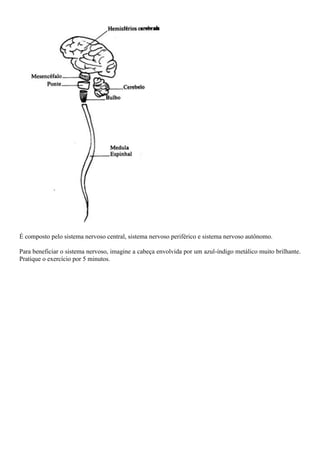 É composto pelo sistema nervoso central, sistema nervoso periférico e sistema nervoso autônomo.
Para beneficiar o sistema nervoso, imagine a cabeça envolvida por um azul-índigo metálico muito brilhante.
Pratique o exercício por 5 minutos.
 