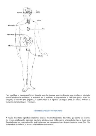 Para equilibrar o sistema endócrino, imagine uma luz intensa, amarelo-dourada, que envolve as glândulas
sexuais (ovários ou testículos) e irradia-se até o pâncreas, as suprarrenais, o timo (um pouco acima do
coração), a tireóidea (na garganta), o corpo pineal e a hipófise (na região entre os olhos). Pratique o
exercício diariamente, por 10 minutos.
SISTEMA REPRODUTIVO FEMININO
A função do sistema reprodutivo feminino consiste no amadurecimento de óvulos, que ocorre nos ovários.
Os óvulos amadurecidos penetram nas tubas uterinas, onde pode ocorrer a fecundação.Caso o óvulo seja
fecundado por um espermatozóide, será implantado nas paredes uterinas, desenvolvendo-se como feto. Não
ocorrendo a fecundação, o óvulo é eliminado na menstruação.
 