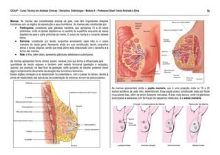 CEDUP – Curso Técnico em Análises Clínicas – Disciplina: Embriologia – Módulo II – Professora Giseli Trento Andrade e Silva
10
___________________________________________________________________________________________________________________________________________

Mamas: As mamas são consideradas anexos da pele, mas têm importantes relações
funcionais com os órgãos da reprodução e seus hormônios. As mamas são constituídas por:
• Parênquima: constituído pela glândula mamária, que apresenta 15 a 20 lobos
piramidais, onde os ápices dispõem-se no sentido da superfície enquanto as bases
dispõem-se para a parte profunda da mama. O corpo da mama é o conjunto desses
lobos;
• Estroma: constituído por tecido conjuntivo envolvendo cada lobo e o corpo
mamário de modo geral. Apresenta ainda em sua constituição, tecido conjuntivo
denso e tecido adiposo, sendo que esse último está relacionado com o tamanho e a
forma das mamas;
• Pele: é fina, além disso, apresenta glândulas sebáceas e sudoríparas.
As mamas apresentam forma cônica, porém, variável, pois sua forma é influenciada pela
quantidade de tecido adiposo e também pelo estado funcional (gestação e lactação),
quando, por exemplo, na fase final da gestação, sofre aumento de volume, podendo haver
algum enrijecimento decorrente da atuação dos hormônios femininos.
Esses órgãos começam a se desenvolver na puberdade e, com o passar do tempo, devido à
perda de elasticidade das estruturas de sustentação do estroma, tornam-se pedunculados.

As mamas apresentam ainda a papila mamária, que é uma projeção onde os 15 a 20
ductos lactíferos de cada lobo, desembocam. Essa papila possui constituição dada por fibras
musculares lisas, além de serem bastante inervadas. A área mais escura, onde há glândulas
sudoríparas e sebáceas com formação de pequenos trabéculos, é a aréola mamária.

 