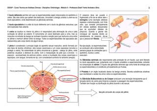 CEDUP – Curso Técnico em Análises Clínicas – Disciplina: Embriologia – Módulo II – Professora Giseli Trento Andrade e Silva
3
___________________________________________________________________________________________________________________________________________

O ducto deferente permite com que os espermatozóides sejam direcionados do epidídimo à
uretra. São dois tubos que partem dos testículos, circundam a bexiga urinária e unem-se ao
ducto ejaculatório, onde desembocam as glândulas seminais.
O ducto ejaculatório é a união do ducto deferente com o ducto da glândula vesiculosa, que
será explicada mais adiante.
A uretra se localiza no interior do pênis e é responsável pela eliminação de urina e pela
condução do sêmen ao exterior. É comumente um canal destinado para a urina, mas os
músculos na entrada da bexiga se contraem durante a ereção para que nenhuma urina entre
no sêmen e nenhum sêmen entre na bexiga. Todos os espermatozóides não ejaculados são
reabsorvidos pelo corpo dentro de algum tempo.
O pênis é considerado o principal órgão do aparelho sexual masculino, sendo formado por
dois tipos de tecidos cilíndricos: dois corpos cavernosos e um corpo esponjoso (envolve e
protege a uretra). Na extremidade do pênis encontra-se a glande - cabeça do pênis, onde
podemos visualizar a abertura da uretra. Com a manipulação da pele que a envolve - o
prepúcio - acompanhado de estímulo erótico, ocorre a inundação dos corpos cavernosos e
esponjoso, com sangue, tornando-se rijo, com considerável aumento do tamanho (ereção).

O prepúcio deve ser puxado e
higienizado a fim de se retirar dele o
esmegma (uma secreção sebácea
espessa e esbranquiçada, com forte
odor, que consiste principalmente
em células epiteliais descamadas
que se acumulam debaixo do
prepúcio). Quando a glande não
consegue ser exposta devido ao
estreitamento do prepúcio, diz-se
que a pessoa tem fimose.
Na ejaculação, os espermatozóides
se conduzem até a extremidade
peniana graças às contrações que o
epidídimo, ductos e uretra
executam.
As Glândulas seminais são responsáveis pela produção de um líquido, que será liberado
no ducto ejaculatório que, juntamente com o líquido prostático e espermatozóides, entrarão
na composição do sêmen. O líquido das glândulas seminais age como fonte de energia para
os espermatozóides e é constituído principalmente por frutose.
A Próstata é um órgão localizado abaixo da bexiga urinária. Secreta substâncias alcalinas
que neutralizam a acidez da urina e ativa os espermatozóides.
As Glândulas Bulbouretrais ou de Cowper produzem uma secreção transparente que é
lançada dentro da uretra para limpá-la e preparar a passagem dos espermatozóides.
Também tem função na lubrificação do pênis durante o ato sexual.

Secção através do corpo do pênis

 