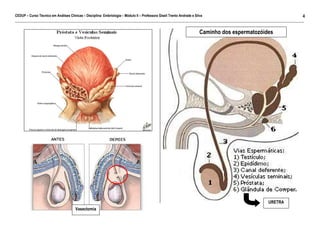 CEDUP – Curso Técnico em Análises Clínicas – Disciplina: Embriologia – Módulo II – Professora Giseli Trento Andrade e Silva
4
___________________________________________________________________________________________________________________________________________

Caminho dos espermatozóides

URETRA
Vasectomia

 