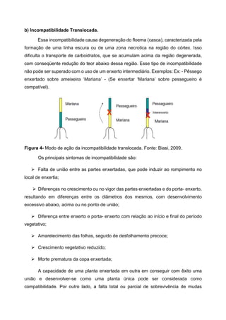 b) Incompatibilidade Translocada.

       Essa incompatibilidade causa degeneração do floema (casca), caracterizada pela
formação de uma linha escura ou de uma zona necrotica na região do córtex. Isso
dificulta o transporte de carboidratos, que se acumulam acima da região degenerada,
com conseqüente redução do teor abaixo dessa região. Esse tipo de incompatibilidade
não pode ser superado com o uso de um enxerto intermediário. Exemplos: Ex: - Pêssego
enxertado sobre ameixeira ‘Mariana’ - (Se enxertar ‘Mariana’ sobre pessegueiro é
compatível).




Figura 4- Modo de ação da incompatibilidade translocada. Fonte: Biasi, 2009.

       Os principais sintomas de incompatibilidade são:

       Falta de união entre as partes enxertadas, que pode induzir ao rompimento no
local de enxertia;

       Diferenças no crescimento ou no vigor das partes enxertadas e do porta- enxerto,
resultando em diferenças entre os diâmetros dos mesmos, com desenvolvimento
excessivo abaixo, acima ou no ponto de união;

       Diferença entre enxerto e porta- enxerto com relação ao início e final do período
vegetativo;

       Amarelecimento das folhas, seguido de desfolhamento precoce;

       Crescimento vegetativo reduzido;

       Morte prematura da copa enxertada;

       A capacidade de uma planta enxertada em outra em conseguir com êxito uma
união e desenvolver-se como uma planta única pode ser considerada como
compatibilidade. Por outro lado, a falta total ou parcial de sobrevivência de mudas
 