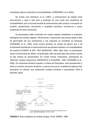 enxertadas pode ser atribuída à incompatibilidade, (CAÑIZARES, et al, 2003).

      De acordo com Hartmann et al. (1997), o conhecimento da relação entre
porta-enxerto e copa é vital para a produção de uma muda sem problemas de
compatibilidade, pois a incorreta escolha do porta-enxerto pode conduzir o insucesso da
enxertia, apresentando crescimento e qualidade reduzidos, tornando-se a causa
substancial do baixo rendimento.

      As peroxidases estão envolvidas em muitas reações metabólicas e processos
fisiológicos dos tecidos vegetais, influenciando o crescimento das plantas desde a fase
de germinação até sua senescência e nas respostas às condições de estresses
(PASSARDI et al., 2005). Essa enzima participa da síntese de lignina que é de
fundamental importância no desenvolvimento das plantas frutíferas e na compatibilidade
da enxertia (FLURKEY & JEN, 1978; MUSACCHI, 1994). Além disso, as peroxidases
atuam na biossíntese do etileno, na lignificação, além da destruição das auxinas, devido
ao fato dessas se apresentarem em muitas formas moleculares, participando de
diferentes reações bioquímicas (DENCHEVA & KLISURKA, 1982; PASSARDI et al.,
2005). Os compostos fenólicos regulam a síntese de Peroxidase, mais precisamente o
ácido p-cumárico, precursor da lignina, a qual por sua vez é a substância orgânica mais
abundante em plantas, que apresentam funções primárias e secundárias (TAIZ &
ZEIGER, 2004).




FIGURA 5- Rota metabólica da síntese de ligna. Fonte: ERREA, 1998.
 