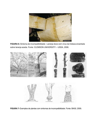 FIGURA 6- Sintoma de incompatibilidade - Laranja doce com vírus da tristeza enxertada
sobre laranja azeda. Fonte: CLEMSON UNIVERSITY – USDA, 2008.




FIGURA 7- Exemplos de plantas com sintomas de incompatibilidade. Fonte: BIASI, 2009.
 