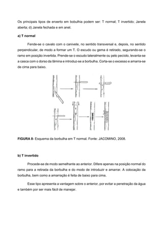 Os principais tipos de enxerto em bobulhia podem ser: T normal; T invertido; Janela
aberta; d) Janela fechada e em anel.

a) T normal

      Fende-se o cavalo com o canivete, no sentido transversal e, depois, no sentido
perpendicular, de modo a formar um T. O escudo ou gema é retirado, segurando-se o
ramo em posição invertida. Prende-se o escudo lateralmente ou pelo pecíolo, levanta-se
a casca com o dorso da lâmina e introduz-se a borbulha. Corta-se o excesso e amarra-se
de cima para baixo.




FIGURA 8- Esquema da borbulha em T normal. Fonte: JACOMINO, 2008.




b) T invertido

      Procede-se de modo semelhante ao anterior. Difere apenas na posição normal do
ramo para a retirada da borbulha e do modo de introduzir e amarrar. A colocação da
borbulha, bem como a amarração é feita de baixo para cima.

      Esse tipo apresenta a vantagem sobre o anterior, por evitar a penetração da água
e também por ser mais fácil de manejar.
 