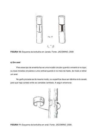 FIGURA 10- Esquema da borbulha em Janela. Fonte: JACOMINO, 2008




e) Em anel

      Para esse tipo de enxertia faz-se uma incisão circular quando o enxerto é no topo,
ou duas incisões circulares e uma vertical quando é no meio da haste, de modo a retirar
um anel.

      No garfo procede-se do mesmo modo, e a superfície deve ser idêntica à do cavalo,
para que haja contato entre as camadas cambiais. A seguir amarra-se.




FIGURA 11- Esquema da borbulha em anel. Fonte: JACOMINO, 2008.
 