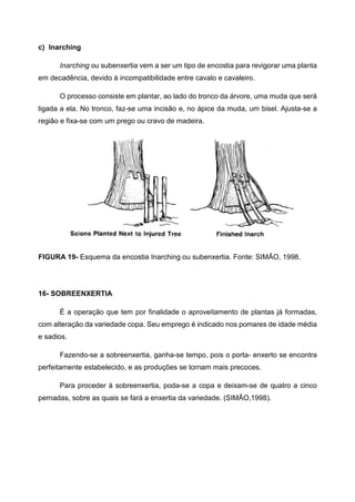 c) Inarching

      Inarching ou subenxertia vem a ser um tipo de encostia para revigorar uma planta
em decadência, devido à incompatibilidade entre cavalo e cavaleiro.

      O processo consiste em plantar, ao lado do tronco da árvore, uma muda que será
ligada a ela. No tronco, faz-se uma incisão e, no ápice da muda, um bisel. Ajusta-se a
região e fixa-se com um prego ou cravo de madeira.




FIGURA 19- Esquema da encostia Inarching ou subenxertia. Fonte: SIMÃO, 1998.




16- SOBREENXERTIA

      É a operação que tem por finalidade o aproveitamento de plantas já formadas,
com alteração da variedade copa. Seu emprego é indicado nos pomares de idade média
e sadios.

      Fazendo-se a sobreenxertia, ganha-se tempo, pois o porta- enxerto se encontra
perfeitamente estabelecido, e as produções se tornam mais precoces.

      Para proceder à sobreenxertia, poda-se a copa e deixam-se de quatro a cinco
pernadas, sobre as quais se fará a enxertia da variedade. (SIMÃO,1998).
 