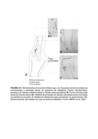 FIGURA 21- Microenxertia de macieira (Malus spp.). A. Esquema da fenda simples da
microenxertia e atividade celular do processo de soldadura. Tecido meristemático,
presença de células indiferenciadas e células parenquimáticas B. Cunha formada pela
fenda da microenxertia. B1. Detalhe da produção de células vasculares jovens formadas
na interface do enxerto. C. Detalhe de células da copa penetrando no porta-enxerto. C1.
Direcionamento das células da copa na área de soldadura. Fonte: ABREU et al, 2003.
 
