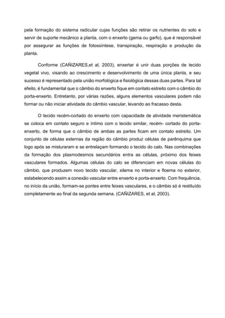 pela formação do sistema radicular cujas funções são retirar os nutrientes do solo e
servir de suporte mecânico a planta, com o enxerto (gema ou garfo), que é responsável
por assegurar as funções de fotossíntese, transpiração, respiração e produção da
planta.

      Conforme (CAÑIZARES,et al, 2003), enxertar é unir duas porções de tecido
vegetal vivo, visando ao crescimento e desenvolvimento de uma única planta, e seu
sucesso é representado pela união morfológica e fisiológica dessas duas partes. Para tal
efeito, é fundamental que o câmbio do enxerto fique em contato estreito com o câmbio do
porta-enxerto. Entretanto, por várias razões, alguns elementos vasculares podem não
formar ou não iniciar atividade do câmbio vascular, levando ao fracasso desta.

      O tecido recém-cortado do enxerto com capacidade de atividade meristemática
se coloca em contato seguro e íntimo com o tecido similar, recém- cortado do porta-
enxerto, de forma que o câmbio de ambas as partes ficam em contato estreito. Um
conjunto de células externas da região do câmbio produz células de parênquima que
logo após se misturaram e se entrelaçam formando o tecido do calo. Nas combinações
da formação dos plasmodesmos secundários entra as células, próximo dos feixes
vasculares formados. Algumas células do calo se diferenciam em novas células do
câmbio, que produzem novo tecido vascular, xilema no interior e floema no exterior,
estabelecendo assim a conexão vascular entre enxerto e porta-enxerto. Com frequência,
no início da união, formam-se pontes entre feixes vasculares, e o câmbio só é restituído
completamente ao final da segunda semana. (CAÑIZARES, et al, 2003).
 