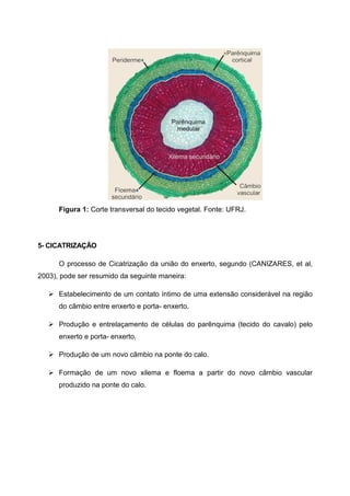 Figura 1: Corte transversal do tecido vegetal. Fonte: UFRJ.




5- CICATRIZAÇÃO

      O processo de Cicatrização da união do enxerto, segundo (CANIZARES, et al,
2003), pode ser resumido da seguinte maneira:

      Estabelecimento de um contato íntimo de uma extensão considerável na região
      do câmbio entre enxerto e porta- enxerto.

      Produção e entrelaçamento de células do parênquima (tecido do cavalo) pelo
      enxerto e porta- enxerto.

      Produção de um novo câmbio na ponte do calo.

      Formação de um novo xilema e floema a partir do novo câmbio vascular
      produzido na ponte do calo.
 