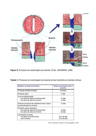 Figura 2: Processo de cicatrização da enxertia. Fonte: JACOMINO, 2008




Tabela 1- Processo de cicatrização da enxertia do tipo borbulhia em plantas cítricas.
 
