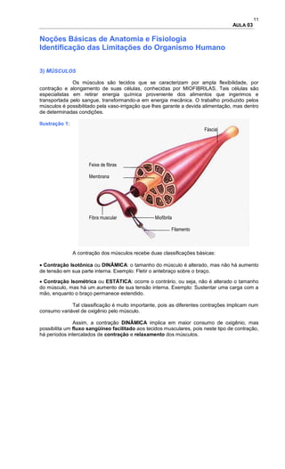 11
AULA 03
Noções Básicas de Anatomia e Fisiologia
Identificação das Limitações do Organismo Humano
3) MÚSCULOS
Os músculos são tecidos que se caracterizam por ampla flexibilidade, por
contração e alongamento de suas células, conhecidas por MIOFIBRILAS. Tais células são
especialistas em retirar energia química proveniente dos alimentos que ingerimos e
transportada pelo sangue, transformando-a em energia mecânica. O trabalho produzido pelos
músculos é possibilitado pela vaso-irrigação que lhes garante a devida alimentação, mas dentro
de determinadas condições.
Ilustração 1:
Fáscia
Feixe de fibras
Membrana
Fibra muscular Miofibrila
Filamento
A contração dos músculos recebe duas classificações básicas:
 Contração Isotônica ou DINÂMICA: o tamanho do músculo é alterado, mas não há aumento
de tensão em sua parte interna. Exemplo: Fletir o antebraço sobre o braço.
 Contração Isométrica ou ESTÁTICA: ocorre o contrário, ou seja, não é alterado o tamanho
do músculo, mas há um aumento de sua tensão interna. Exemplo: Sustentar uma carga com a
mão, enquanto o braço permanece estendido.
Tal classificação é muito importante, pois as diferentes contrações implicam num
consumo variável de oxigênio pelo músculo.
Assim, a contração DINÂMICA implica em maior consumo de oxigênio, mas
possibilita um fluxo sangüíneo facilitado aos tecidos musculares, pois neste tipo de contração,
há períodos intercalados de contração e relaxamento dos músculos.
 