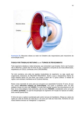 43
Músculos ciliares
Cristalino
Ilustração 02: Músculos ciliares ao redor do Cristalino são responsáveis pelo mecanismo de
acomodação (foco).
FADIGA POR TRABALHO NOTURNO ou em TURNOS DE REVEZAMENTO
Todo organismo obedece a ciclos temporais, que comandam suas funções. Com o ser humano
não é diferente e, dentro das 24 horas do dia, o organismo comporta-se de modo diferenciado,
respeitando um CICLO, conhecido como CIRCADIANO.
Tal ciclo coordena uma série de reações involuntárias do organismo, ou seja, aquilo que
vulgarmente chamamos de RELÓGIO BIOLÓGICO. Assim é que a temperatura interna do
corpo trabalha dentro de uma faixa, que chega a variar até 1,2 graus Celsius. O estado de
vigília x sono também manifesta-se em horários distintos.
Nosso corpo necessita do sono para que recupere sua capacidade funcional. O sono, de sua
vez, possui diferentes estágios de profundidade, nos quais a qualidade varia. Os dois
estágios iniciais do sono são LEVES e é muito fácil acordar quando nos encontramos em tal
fase. Já os dois estágios mais profundos, são do sono PESADO, considerado como um sono
de melhor qualidade, no qual há recuperação do organismo em função do repouso ali obtido,
tanto mental quanto físico.
O ritmo de sono x vigília é coordenado pelo centro nervoso do hipotálamo. Atinge-se o ápice da
vigília por volta do horário do meio-dia e o do sono por volta da meia-noite, momento em que
nosso sistema nervoso vai “desligando” o organismo.
 