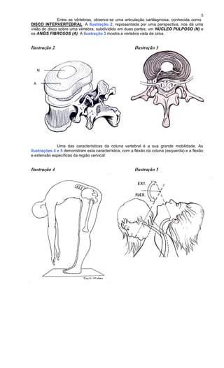 5
Entre as vértebras, observa-se uma articulação cartilaginosa, conhecida como
DISCO INTERVERTEBRAL. A Ilustração 2, representada por uma perspectiva, nos dá uma
visão do disco sobre uma vértebra, subdividido em duas partes: um NÚCLEO PULPOSO (N) e
os ANÉIS FIBROSOS (A). A Ilustração 3 mostra a vértebra vista de cima.
Ilustração 2 Ilustração 3
Uma das características da coluna vertebral é a sua grande mobilidade. As
Ilustrações 4 e 5 demonstram esta característica, com a flexão da coluna (esquerda) e a flexão
e extensão específicas da região cervical:
Ilustração 4 Ilustração 5
N
A
 