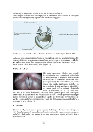 15
A cartilagem corniculada situa-se acima da cartilagem aritenóide.
A cartilagem cuneiforme é muito pequena e localiza-se anteriormente à cartilagem
corniculada correspondente, ligando cada aritenóide à epiglote.
Fonte: NETTER, Frank H.. Atlas de Anatomia Humana. 2ed. Porto Alegre: Artmed, 2000.
A laringe também desempenha função na produção de som, que resulta na fonação. Na
sua superfície interna, encontramos uma fenda ântero-posterior denominada vestíbulo
da laringe, que possui duas pregas: prega vestibular (cordas vocais falsas) e prega
vocal (cordas vocais verdadeiras). (Ver página 24)
PREGAS VOCAIS
São duas membranas elásticas em posição
horizontal na laringe, à maneira de lábios, indo
do pomo-de-adão na frente da laringe (parte
anterior) para as cartilagens aritenóides atrás
(parte posterior). Na parte anterior, as cordas
vocais estão ligadas à cartilagem tireóide, e na
parte posterior às duas cartilagens aritenóides.
As cordas vocais podem juntar-se, obstruindo
assim a passagem do ar, ou separar-se,
deixando o ar passar livremente, conforme forem guiadas pelas duas cartilagens
aritenóides. As extremidades das cordas vocais fixadas à tireóide permanecem sempre
juntas; movem-se apenas as extremidades ligadas às aritenóides, movimentando as
cordas vocais. A abertura entre as cordas vocais é a glote, que possui, quando aberta, a
forma de V. (Ver página 26)
EPIGLOTE
É uma cartilagem situada na parte superior da laringe e funciona como tampa ou
válvula dela, impedindo a entrada dos alimentos na traquéia (e, conseqüentemente, nos
pulmões). Na fonação e na respiração ela abre a entrada da laringe, deixando livre a
passagem do ar.
 