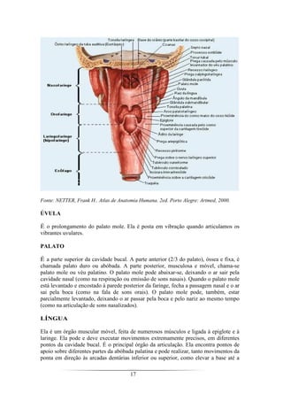 17
Fonte: NETTER, Frank H.. Atlas de Anatomia Humana. 2ed. Porto Alegre: Artmed, 2000.
ÚVULA
É o prolongamento do palato mole. Ela é posta em vibração quando articulamos os
vibrantes uvulares.
PALATO
É a parte superior da cavidade bucal. A parte anterior (2/3 do palato), óssea e fixa, é
chamada palato duro ou abóbada. A parte posterior, musculosa e móvel, chama-se
palato mole ou véu palatino. O palato mole pode abaixar-se, deixando o ar sair pela
cavidade nasal (como na respiração ou emissão de sons nasais). Quando o palato mole
está levantado e encostado à parede posterior da faringe, fecha a passagem nasal e o ar
sai pela boca (como na fala de sons orais). O palato mole pode, também, estar
parcialmente levantado, deixando o ar passar pela boca e pelo nariz ao mesmo tempo
(como na articulação de sons nasalizados).
LÍNGUA
Ela é um órgão muscular móvel, feita de numerosos músculos e ligada à epiglote e à
laringe. Ela pode e deve executar movimentos extremamente precisos, em diferentes
pontos da cavidade bucal. É o principal órgão da articulação. Ela encontra pontos de
apoio sobre diferentes partes da abóbada palatina e pode realizar, tanto movimentos da
ponta em direção às arcadas dentárias inferior ou superior, como elevar a base até a
 
