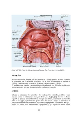 19
Fonte: NETTER, Frank H.. Atlas de Anatomia Humana. 2ed. Porto Alegre: Artmed, 2000.
TRAQUÉIA
A traquéia constitui um tubo que faz continuação à laringe, penetra no tórax e termina
se bifurcando nos 2 brônquios principais. Ela se situa medianamente e anterior ao
esôfago, e apenas na sua terminação, desvia-se ligeiramente para a direita.
O arcabouço da traquéia é constituído aproximadamente por 20 anéis cartilagíneos
incompletos para trás, que são denominados cartilagens traqueais.
LÁBIOS
Influem na articulação dos contóides e dos vocóides. Nos cont6ides, os lábios podem
impedir parcial ou totalmente a passagem do ar. Ex.: [f], [p], [m], etc. Nos voc6ides,
segundo o grau de arredondamento e projeção dos lábios, diferenciam os voc6ides
entre si. Ex.: [i] e [ü]. Geralmente quanto mais alta estiver a língua na articulação de
um vocóide arredondado, tanto mais arredondados e projetados são os lábios. Ex.: [u] -
língua alta, lábios mais arredondados e projetados; [ :] - língua com altura média,
 