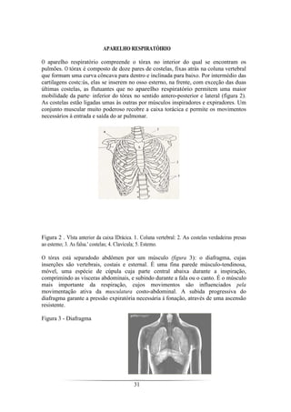 31
APARELHO RESPIRATÓIRIO
O aparelho respiratório compreende o tórax no interior do qual se encontram os
pulmões. O tórax é composto de doze pares de costelas, fixas atrás na coluna vertebral
que formam uma curva côncava para dentro e inclinada para baixo. Por intermédio das
cartilagens costc:ús, elas se inserem no osso esterno, na frente, com exceção das duas
últimas costelas, as flutuantes que no aparelho respiratório permitem uma maior
mobilidade da parte· inferior do tórax no sentido antero-posterior e lateral (figura 2).
As costelas estão ligadas umas às outras por músculos inspiradores e expiradores. Um
conjunto muscular muito poderoso recobre a caixa torácica e permite os movimentos
necessários à entrada e saída do ar pulmonar.
Figura 2 . Vlsta anterior da caixa IDrácica. 1. Coluna vertebral: 2. As costelas verdadeiras presas
ao estemo; 3. As falsa.' costelas; 4. Clavícula; 5. Estemo.
O tórax está separadodo abdômen por um músculo (figura 3): o diafragma, cujas
inserções são vertebrais, costais e esternal. É uma fina parede músculo-tendinosa,
móvel, uma espécie de cúpula cuja parte central abaixa durante a inspiração,
comprimindo as vísceras abdominais, e subindo durante a fala ou o canto. É o músculo
mais importante da respiração, cujos movimentos são influenciados pela
movimentação ativa da musculatura costo-abdominal. A subida progressiva do
diafragma garante a pressão expiratória necessária à fonação, através de uma ascensão
resistente.
Figura 3 - Diafragma
 