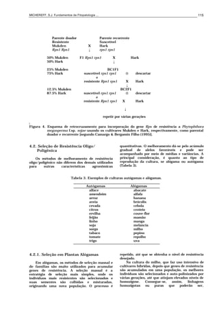 MICHEREFF, S.J. Fundamentos de Fitopatologia ... 115
Parente doador Parente recorrente
Resistente Suscetível
Mukden X Hark
Rps1 Rps1 ↓ rps1 rps1
50% Mukden F1 Rps1 rps1 X Hark
50% Hark ↓
25% Mukden BC1F1
75% Hark suscetível rps1 rps1 → descartar
e
resistente Rps1 rps1 X Hark
↓
12.5% Mukden BC2F1
87.5% Hark suscetível rps1 rps1 → descartar
e
resistente Rps1 rps1 X Hark
↓
repetir por várias gerações
]
Figura 4. Esquema de retrocruzamento para incorporação do gene Rps de resistência a Phytophthora
megasperma f.sp. sojae usando os cultivares Mukden e Hark, respectivamente, como parental
doador e recorrente [segundo Camargo & Bergamin Filho (1995)].
4.2. Seleção de Resistência Oligo/
Poligênica
Os métodos de melhoramento de resistência
oligo/poligênico não diferem dos demais utilizados
para outras características agronômicas
quantitativas. O melhoramento dá-se pelo acúmulo
gradual de alelos favoráveis e pode ser
acompanhado por meio de médias e variâncias. A
principal consideração, é quanto ao tipo de
reprodução da cultura, se alógama ou autógama
(Tabela 3).
Tabela 3. Exemplos de culturas autógamas e alógamas.
Autógamas Alógamas
alface abacate
amendoim alfafa
arroz banana
aveia brócolis
cevada cebola
citros centeio
ervilha couve-flor
feijão mamão
linho manga
soja melancia
sorgo milho
tabaco pepino
tomate repolho
trigo uva
4.2.1. Seleção em Plantas Alógamas
Em alógamas, os métodos de seleção massal e
de famílias são muito utilizados para acumular
genes de resistência. A seleção massal é a
estratégia de seleção mais simples, onde os
indivíduos mais resistentes são selecionados e
suas sementes são colhidas e misturadas,
originando uma nova população. O processo é
repetido, até que se obtenha o nível de resistência
desejado.
Na cultura do milho, que faz uso intensivo de
cultivares híbridas, depois que genes de resistência
são acumulados em uma população, os melhores
indivíduos são selecionados e auto-polinizados por
várias gerações, até que atinjam elevados níveis de
homozigose. Consegue-se, assim, linhagens
homozigotas ou puras que poderão ser,
 