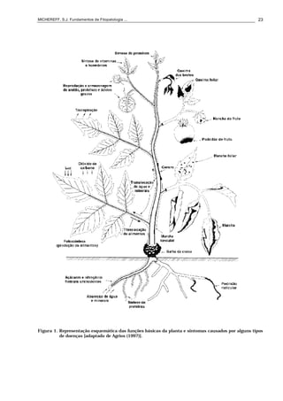 MICHEREFF, S.J. Fundamentos de Fitopatologia ... 23
Figura 1. Representação esquemática das funções básicas da planta e sintomas causados por alguns tipos
de doenças [adaptado de Agrios (1997)].
 
