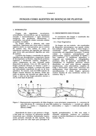 MICHEREFF, S.J. Fundamentos de Fitopatologia ... 24
Unidade 6
FUNGOS COMO AGENTES DE DOENÇAS DE PLANTAS
1. INTRODUÇÃO
Fungos são organismos eucariontes,
aclorofilados, heterotróficos, que se reproduzem
sexuada e assexuadamente e cujas estruturas
somáticas são geralmente filamentosas e
ramificadas, com parede celular contendo celulose
ou quitina, ou ambos.
Os fungos obtém o alimento seja como
saprófitas, organismos que vivem sobre a matéria
orgânica morta, ou como parasitas, que se nutrem
da matéria viva. Em ambos os casos, as
substâncias nutritivas são ingeridas por absorção
após terem sido parcialmente digeridas por meio
de enzimas.
A maioria dos fungos é constituída de espécies
saprófitas que desempenham a importante função
de decomposição na biosfera, degradando produtos
orgânicos e devolvendo carbono, nitrogênio e
outros componentes ao solo, tornando assim
disponíveis às plantas. Cerca de 100 espécies de
fungos produzem doenças no homem e quase o
mesmo número em animais, a maioria das quais
são enfermidades superficiais da pele ou de seus
apêndices. No entanto, mais de 8.000 espécies de
fungos causam doenças em plantas, sendo que
todas as plantas são atacadas por algum tipo de
fungo, e cada um dos fungos parasitas atacam a
um ou mais tipos de plantas.
2. CRESCIMENTO DOS FUNGOS
O crescimento dos fungos é constituído das
fases vegetativa e reprodutiva.
2.1. Fase Vegetativa
Os fungos, em sua maioria, são constituídos
de filamentos microscópicos com parede celular
bem definida, chamados hifas. A célula fúngica é
constituída pelos principais componentes
encontrados nos organismos eucariotos. A parede
celular é composta principalmente por
polissacarídios, pequena quantidade de lipídios e
íons orgânicos. A membrana plasmática é
composta por fosfolipídios e esfingolipídios,
proteínas, além de pequenas quantidades de
carboidratos. O citoplasma apresenta solutos
dissolvidos, no qual estão imersas organelas
membranosas, como mitocôndrias, complexo de
Golgi e microcorpos, assim como estruturas não
membranosas, como ribossomos, microtubos e
microfilamentos. A célula fúngica apresenta
núcleos dotados de uma membrana nuclear ou
carioteca (Fig. 1).
Figura 1. Representação esquemática de hifas fúngicas e seus principais componentes. A = estrutura de
uma hifa jovem; B = estrutura de uma hifa madura; m = membrana; v = vacúolo; gl = globos
lipóides; n = núcleo; c = citoplasma; mi = mitocondria; s = septo; t = trabécula [adaptado de
Silveira (1968)].
Dependendo da classe a que pertence o fungo,
a hifa pode ser contínua ou apresentar paredes
transversais que a dividem, denominadas septos,
sendo portanto chamada de hifa septada. Esta
possui um poro em cada septo para passagem do
líquido protoplasmático. A hifa sem septo é
chamada asseptada, contínua ou cenocítica,
porque os núcleos distribuem-se num protoplasma
comum (Fig. 2).
 