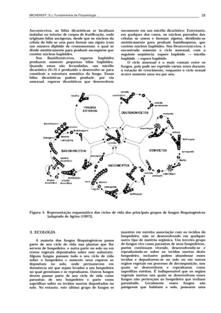 MICHEREFF, S.J. Fundamentos de Fitopatologia ... 28
Ascomicetos, as hifas dicarióticas se localizam
isoladas no interior de corpos de frutificação, onde
originam hifas ascógenas, desde que os núcleos da
célula da hifa se una para formar um zigoto (com
um número diplóide de cromossomos), o qual se
divide meióticamente para produzir ascosporos que
contêm núcleos haplóides.
Nos Basidiomicetos, esporos haplóides
produzem somente pequenas hifas haplóides.
Quando estas são fecundadas, um micélio
dicariótico (N+N) é produzido e desenvolve-se para
constituir a estrutura somática do fungo. Essas
hifas dicarióticas podem produzir, por via
assexual, esporos dicarióticos que desenvolvem
novamente em um micélio dicariótico. Entretanto,
em qualquer dos casos, os núcleos pareados das
células se unem e formam zigotos, dividindo-se
meióticamente para produzir basidiosporos, que
contém núcleos haplóides. Nos Deuteromicetos, é
encontrado somente o ciclo assexual, com a
seguinte seqüência: esporo haplóide → micélio
haplóide → esporo haplóide.
O ciclo assexual é o mais comum entre os
fungos, pois pode ser repetido várias vezes durante
a estação de crescimento, enquanto o ciclo sexual
ocorre somente uma vez por ano.
Figura 5. Representação esquemática dos ciclos de vida dos principais grupos de fungos fitopatogênicos
[adaptado de Agrios (1997)].
3. ECOLOGIA
A maioria dos fungos fitopatogênicos passa
parte de seu ciclo de vida nas plantas que lhe
servem de hospedeiro, e outra parte no solo ou em
restos vegetais depositados sobre este substrato.
Alguns fungos passam todo o seu ciclo de vida
sobre o hospedeiro e somente seus esporos se
depositam no solo, onde permanecem em
dormência até que sejam levados a um hospedeiro
no qual germinam e se reproduzem. Outros fungos
devem passar parte de seu ciclo de vida como
parasitas de seu hospedeiro e parte como
saprófitas sobre os tecidos mortos depositados no
solo. No entanto, este último grupo de fungos se
mantém em estreita associação com os tecidos do
hospedeiro, não se desenvolvendo em qualquer
outro tipo de matéria orgânica. Um terceiro grupo
de fungos vive como parasitas de seus hospedeiros,
porém continuam vivendo, desenvolvendo-se e
reproduzindo-se sobre os tecidos mortos deste
hospedeiro, inclusive podem abandonar esses
tecidos e depositarem-se no solo ou em outros
orgãos vegetais em processo de decomposição, nos
quais se desenvolvem e reproduzem como
saprófitas estritos. É indispensável que os orgãos
vegetais mortos nos quais se desenvolvam esses
fungos não pertençam ao hospedeiro que tenham
parasitado. Geralmente esses fungos são
patógenos que habitam o solo, possuem uma
 