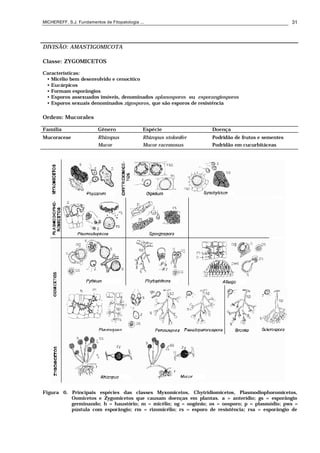 MICHEREFF, S.J. Fundamentos de Fitopatologia ... 31
DIVISÃO: AMASTIGOMICOTA
Classe: ZYGOMICETOS
Características:
• Micélio bem desenvolvido e cenocítico
• Eucárpicos
• Formam esporângios
• Esporos assexuados imóveis, denominados aplanosporos ou esporangiosporos
• Esporos sexuais denominados zigosporos, que são esporos de resistência
Ordem: Mucorales
Família Gênero Espécie Doença
Mucoraceae Rhizopus Rhizopus stolonifer Podridão de frutos e sementes
Mucor Mucor racemosus Podridão em cucurbitáceas
Figura 6. Principais espécies das classes Myxomicetos, Chytridiomicetos, Plasmodiophoromicetos,
Oomicetos e Zygomicetos que causam doenças em plantas. a = anterídio; gs = esporângio
germinando; h = haustório; m = micélio; og = oogônio; os = oosporo; p = plasmódio; pws =
pústula com esporângio; rm = rizomicélio; rs = esporo de resistência; rsa = esporângio de
 